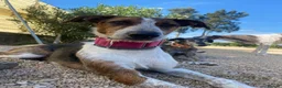 Mixed Breed dogs for adoption: 🐶Rex the perfect pack companion 😍  - Advert 3