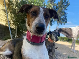 Mixed Breed dogs 🐶Rocky the perfect pack companion 😍 - Advert 1
