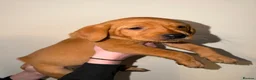 Labrador Retriever dogs for sale: Stunning fox red Labrador pups 🐶  in Rotherham - Advert 10