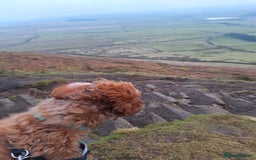 Cockapoo dogs for sale: f1 apricot cockapoo - Advert 13