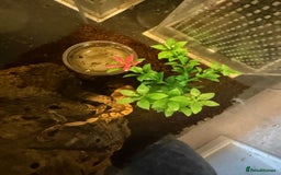Gecko reptiles for sale: Crested gecko babies  - Image 3