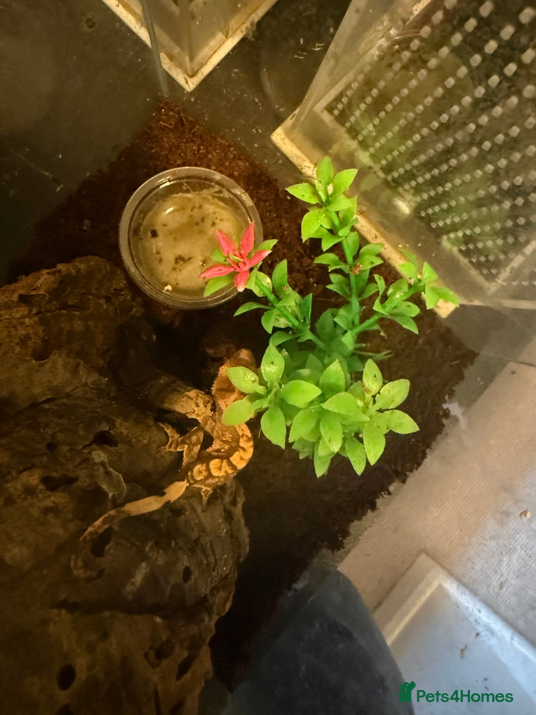 Gecko reptiles for sale: Crested gecko babies  - Image 3