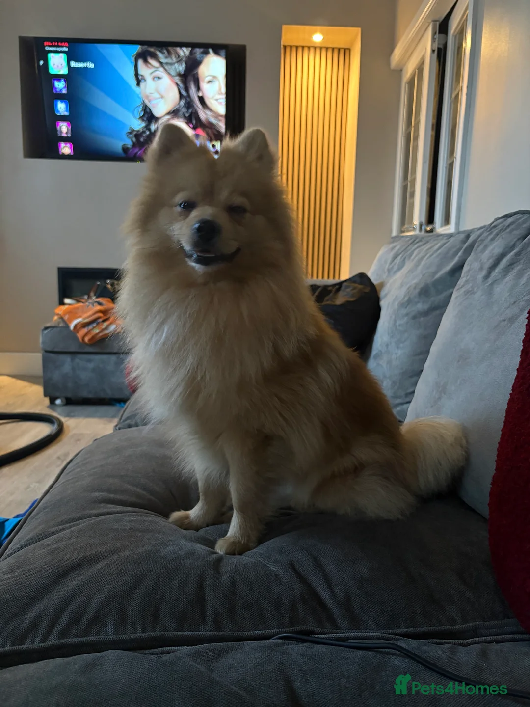 Pomeranian dogs for sale: Pom Bentley  - Advert 1