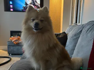 Pomeranian dogs Pom Bentley - Advert 1