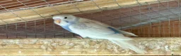 Budgerigars birds for sale: Baby Budgies for sale - Advert 10