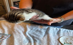 British Shorthair cats for sale: Kittens for sale  - Image 24