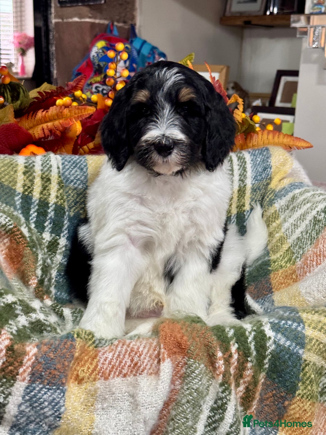 Bernedoodle dogs for sale: Mini bernedoodle puppies for sale  - Advert 6