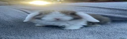 Mini Lop rabbits for sale: Mini lop bunnies  in Cannock - Advert 12