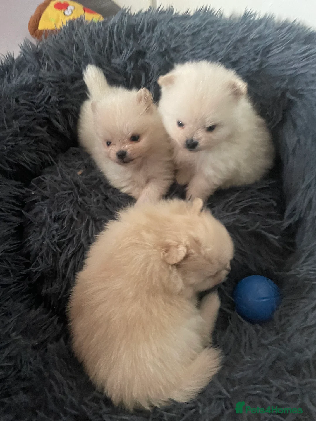 Pomeranian dogs for sale: White KENNEL CLUB Registered CHAMPION Bloodlines - Advert 32