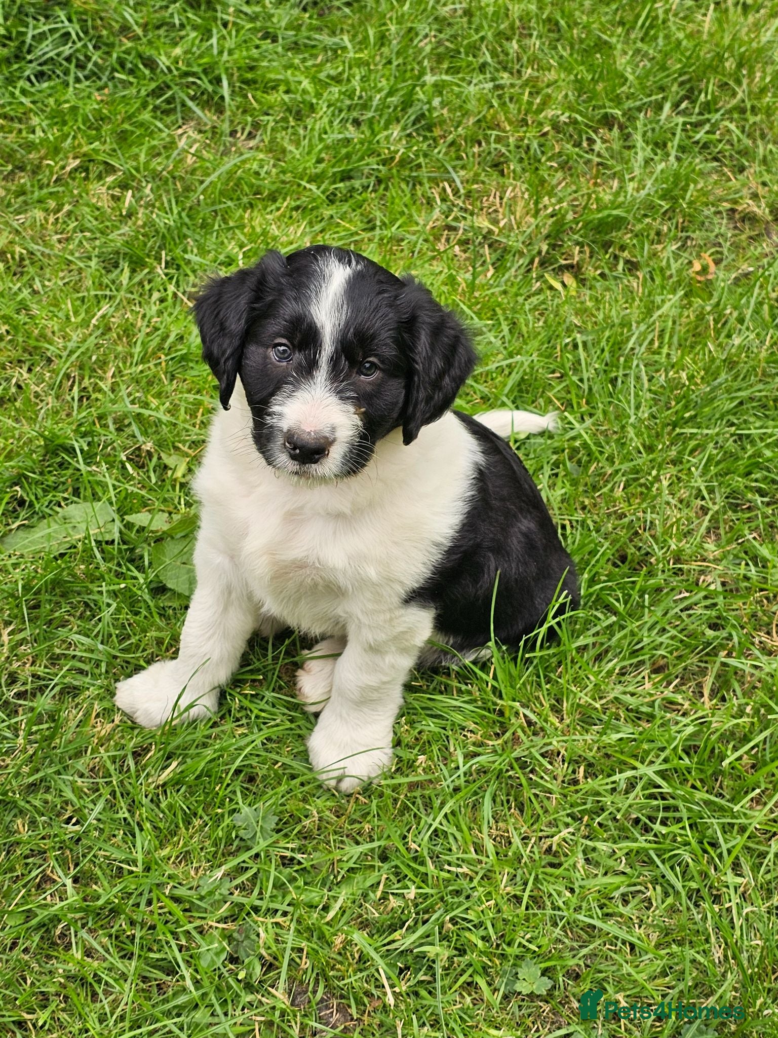 Bordoodle dogs Handsome doodle boy pups - Advert 2