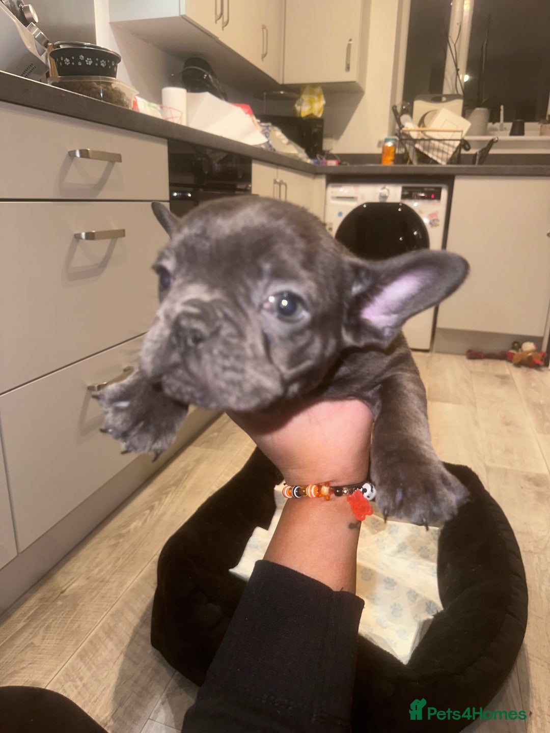 French Bulldog dogs for sale: FRENCH BULLDOG PUPPYS❤️ ready find forever home❤️ - Advert 10
