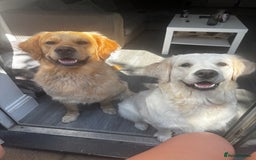 Golden Retriever dogs for sale: Gorgeous Golden Retriever puppies  - Image 12