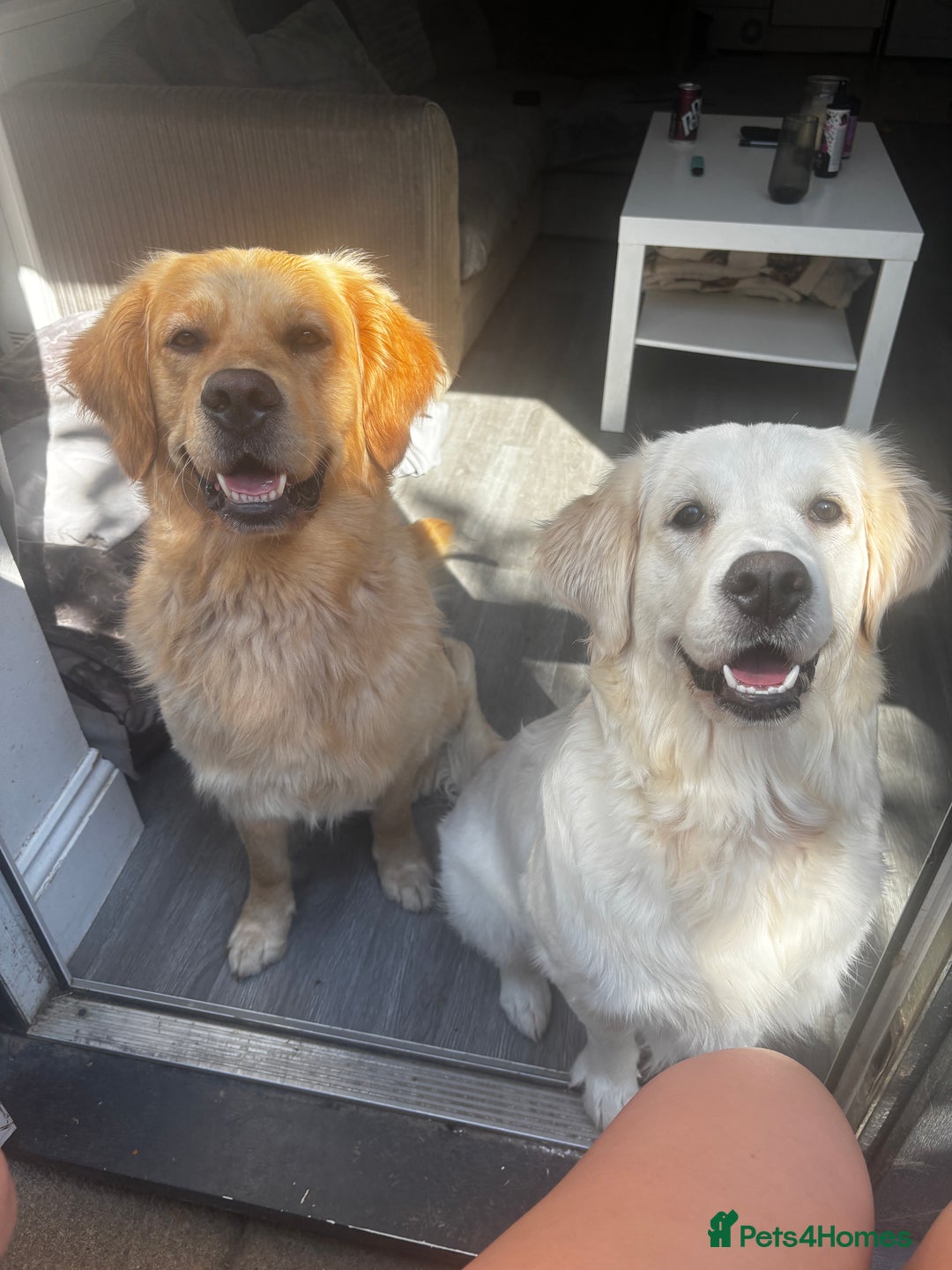 Golden Retriever dogs for sale: Gorgeous Golden Retriever puppies  - Image 12