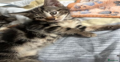Mixed Breed cats - Advert 15