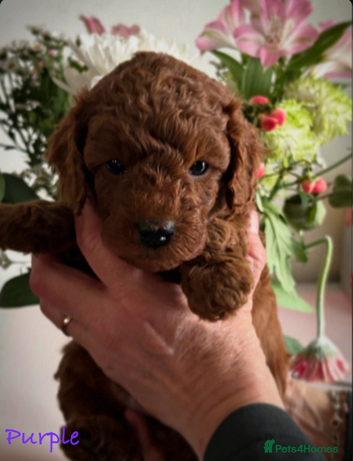 Cavapoo dogs Deep red Cavapoos - Advert 2