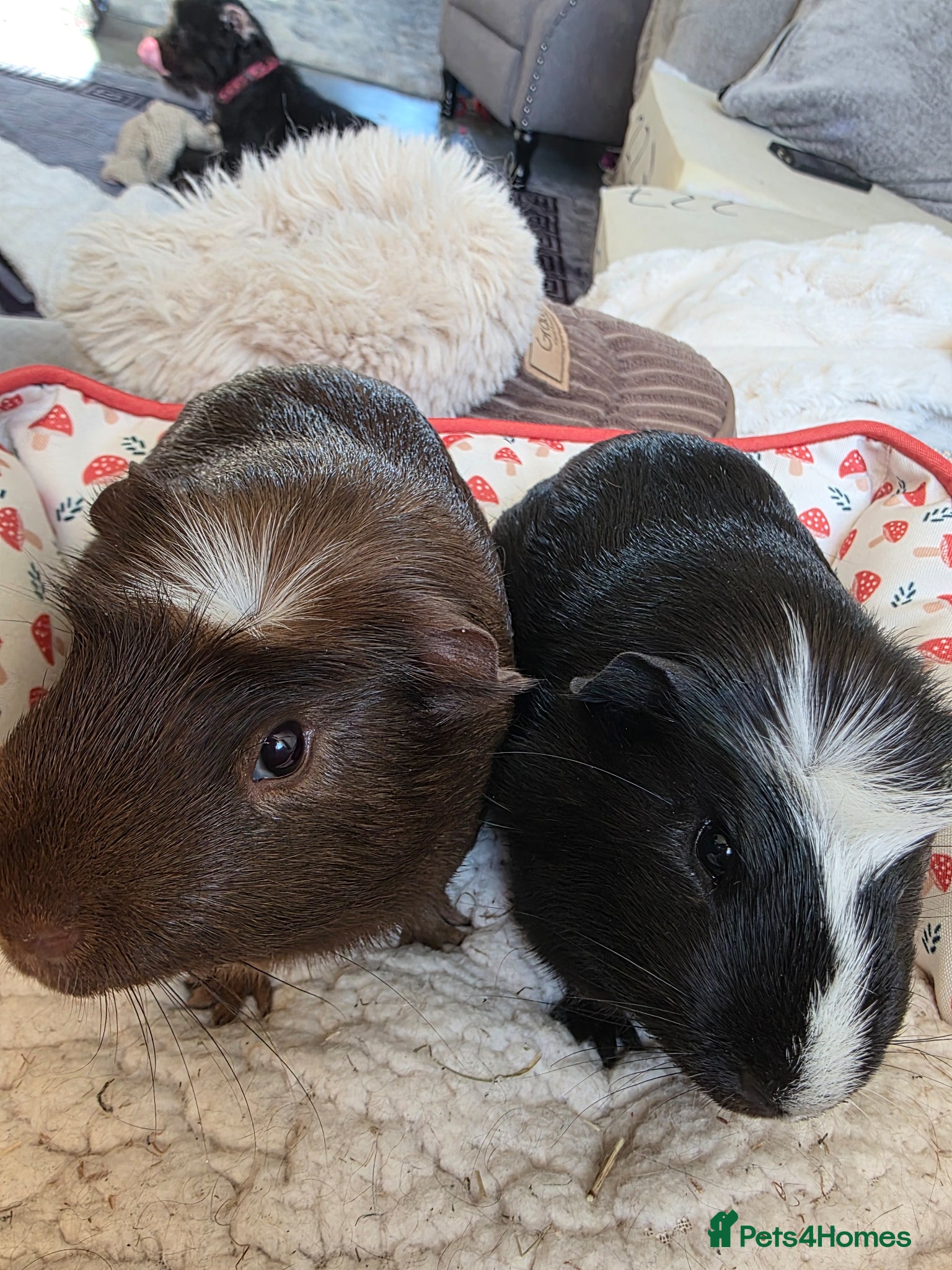 Guinea Pig rodents for sale: Brother guinea pigs  in Uckfield - Advert 4
