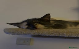 Siberian cats for sale: 2 female cats up for adoption - Image 4