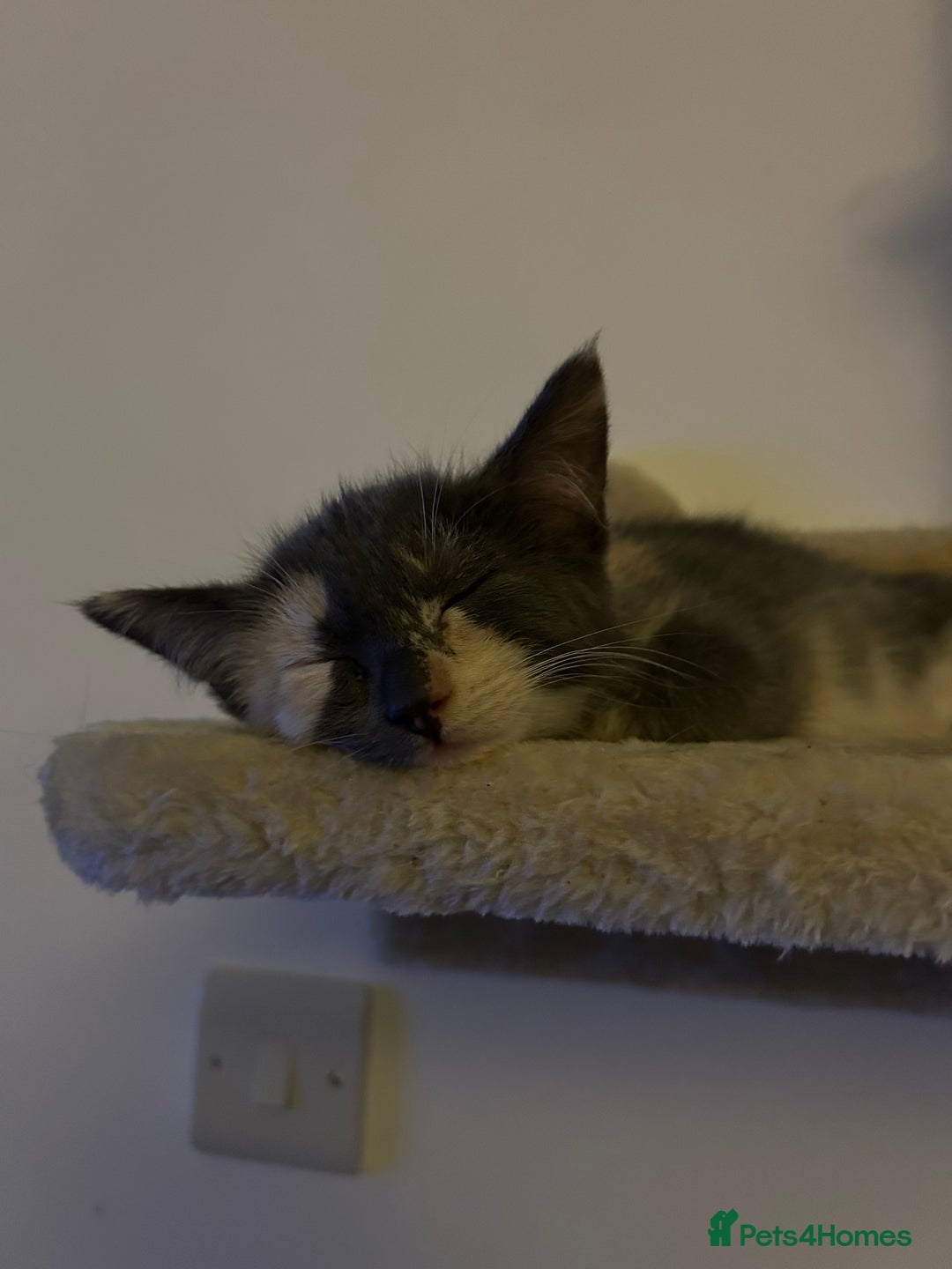 Siberian cats for sale: 2 female cats up for adoption - Image 4