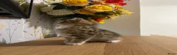 Scottish Fold cats for sale: 🥰Purebred Scottish folds looking for parents🐾 - Advert 6