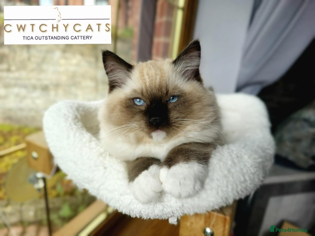 Ragdoll cats for sale: Top Quality, Tica Reg Kittens from Euro / US Lines - Image 6