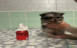 Pomeranian dogs for sale: Beautiful Pomeranian puppies  - Image 23