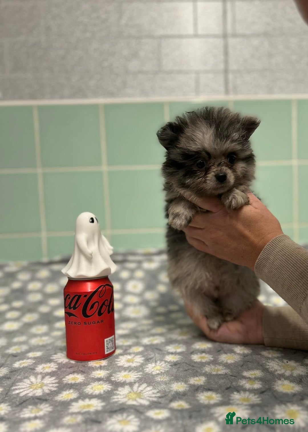 Pomeranian dogs for sale: Beautiful Pomeranian puppies  - Image 23