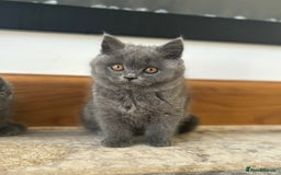 British Shorthair cats for sale: SOLD        Outstanding PURE BSH kittens - Image 1