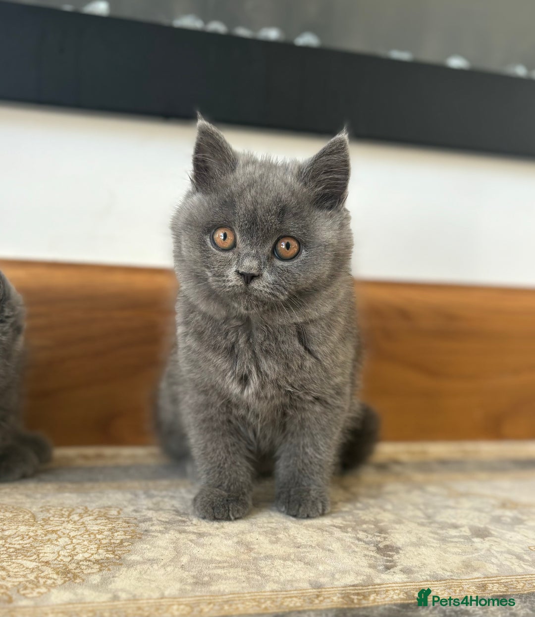 British Shorthair cats for sale: SOLD        Outstanding PURE BSH kittens - Image 1