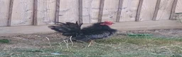Chickens poultry for sale: Serama chickens in Bedford - Advert 7