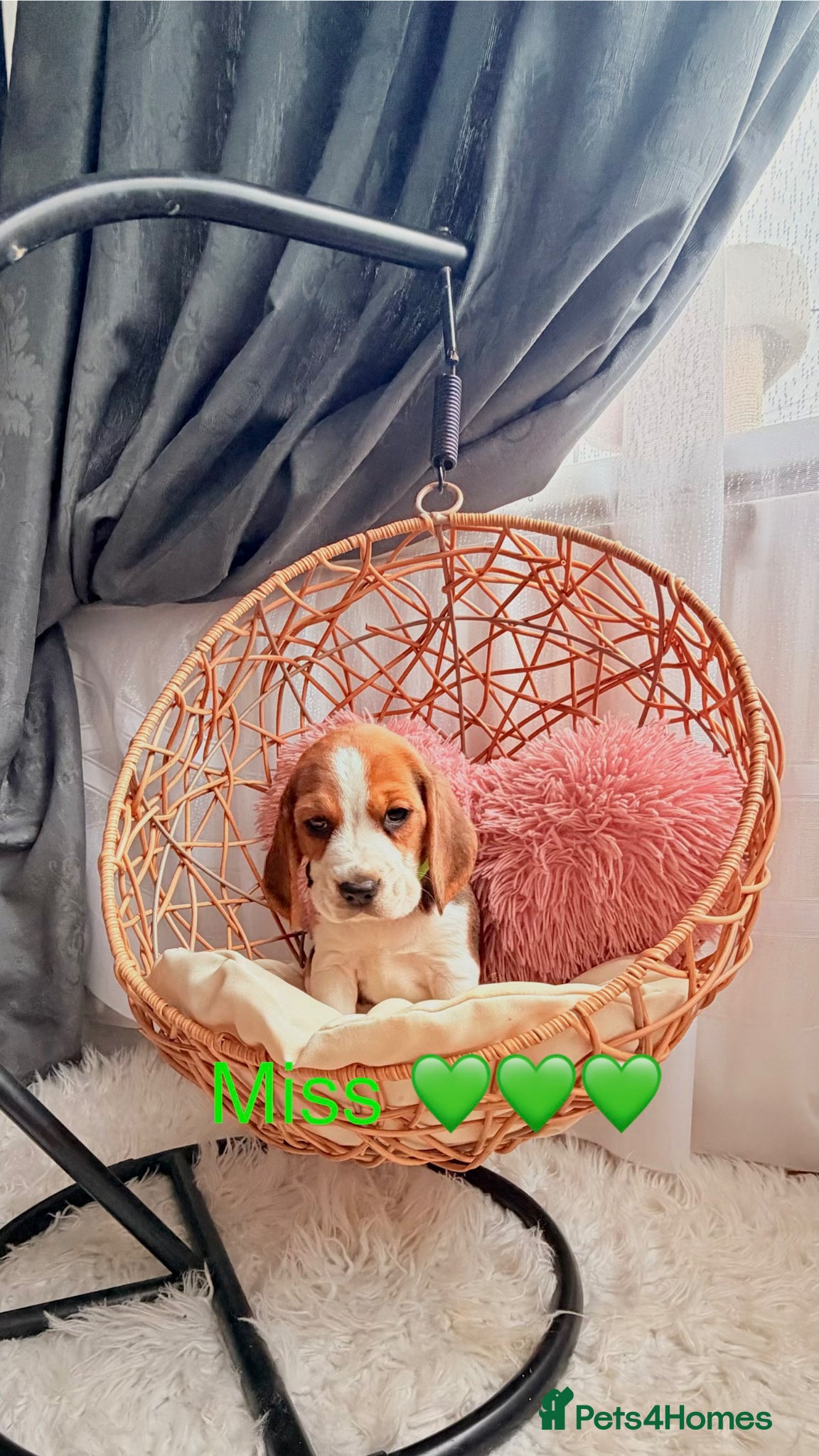 Beagle dogs for sale: 💞BEAUTIFUL BEAGLE PUPPIES 💞 - Advert 9