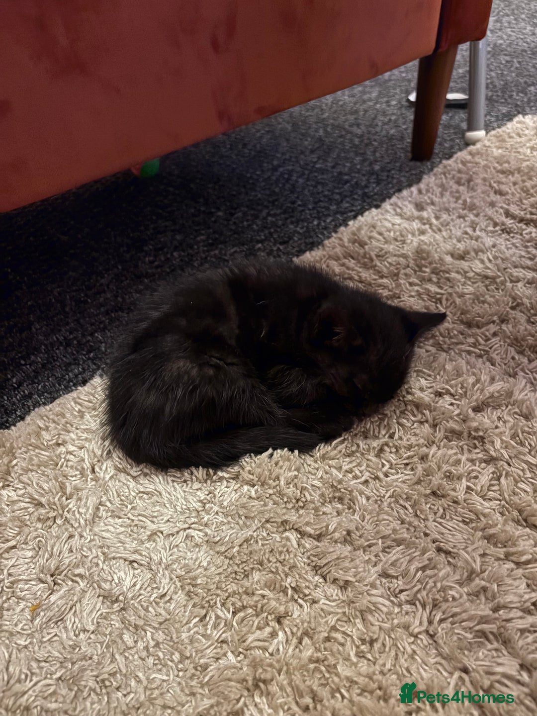 Domestic Shorthair cats for sale: Black Domestic Shorthair  - Advert 5