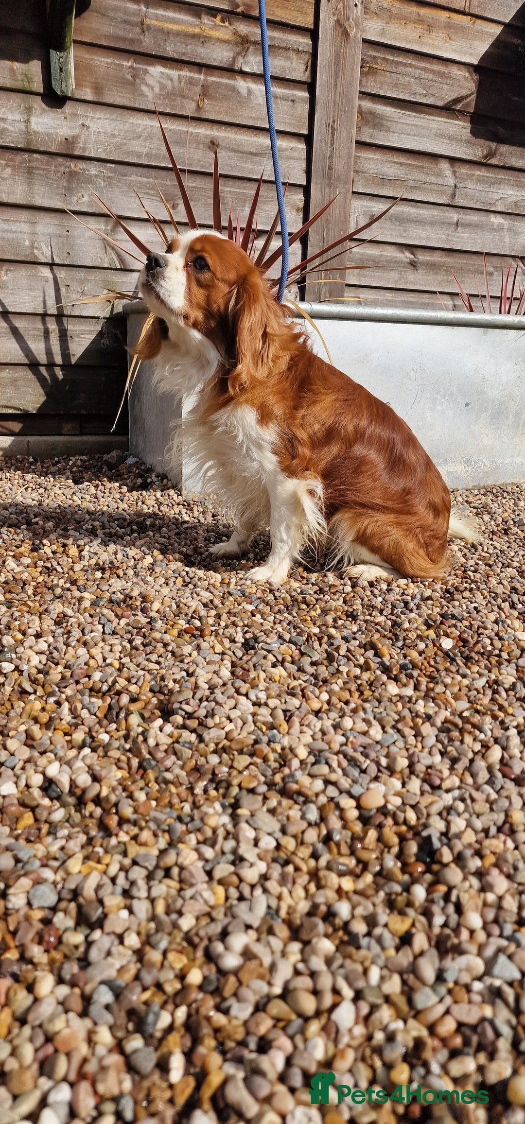 Cavalier King Charles Spaniel dogs for stud: Blenheim Cavalier King Charles Stud in Warwick - Advert 5