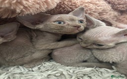 Devon Rex cats for sale: TICA Registered- Lilac Devon Rex Kittens - Image 29