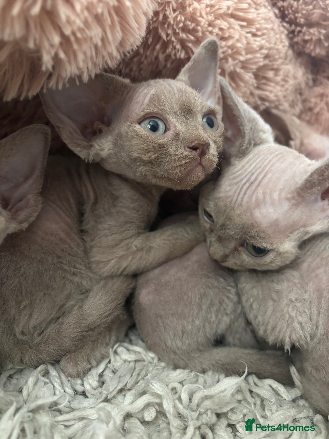 Devon Rex cats for sale: TICA Registered- Lilac Devon Rex Kittens - Image 29