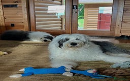 Old English Sheepdog dogs for sale: Quality Homes Only!!!Old English Sheepdog Pups. - Image 8