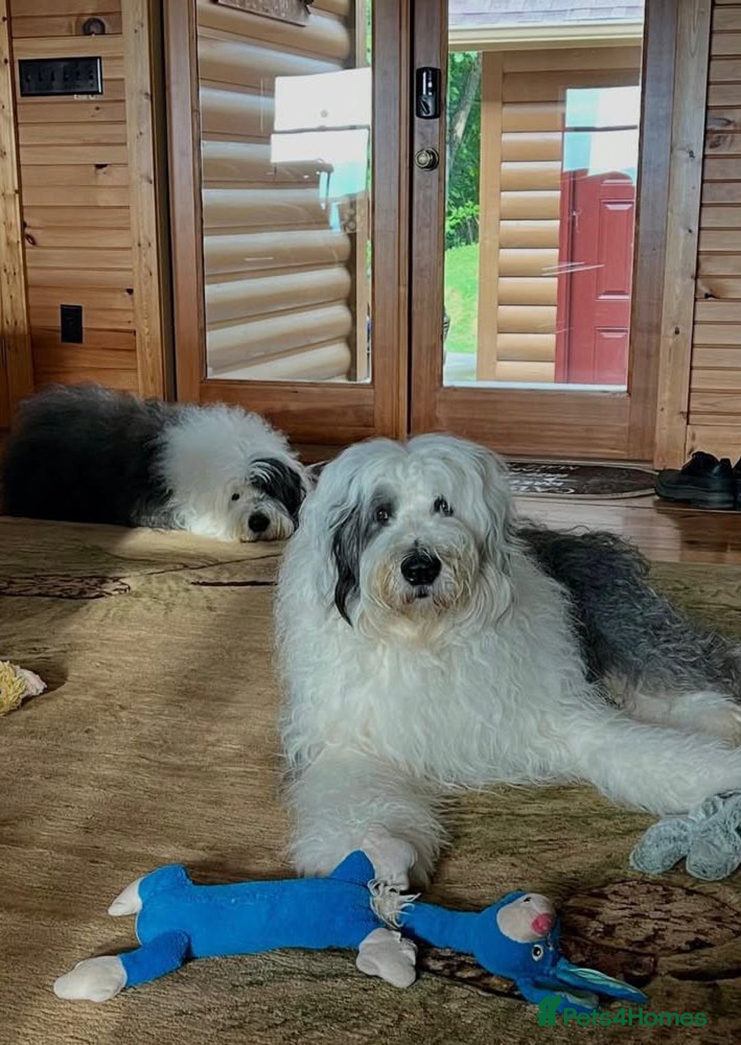 Old English Sheepdog dogs for sale: Quality Homes Only!!!Old English Sheepdog Pups. - Image 8