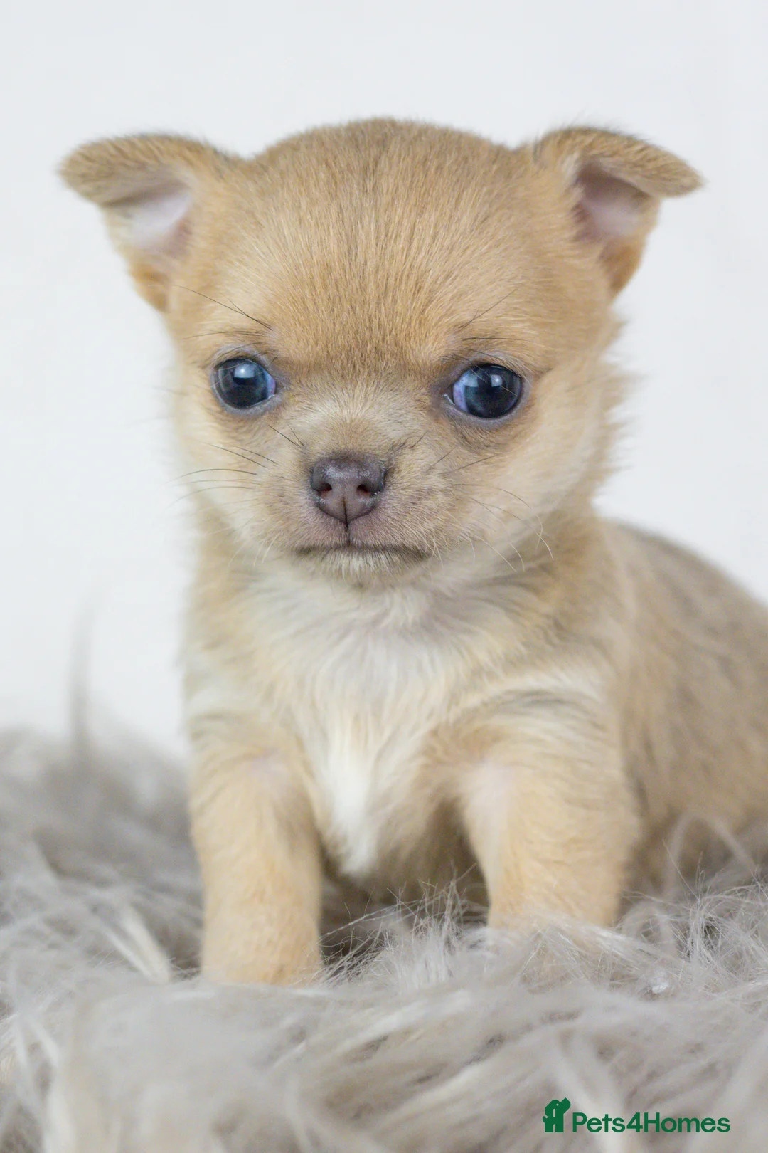 Chihuahua dogs for sale: Short- haired Chihuahua girls - Advert 1