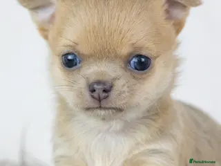 Chihuahua dogs Short- haired Chihuahua girls - Advert 7