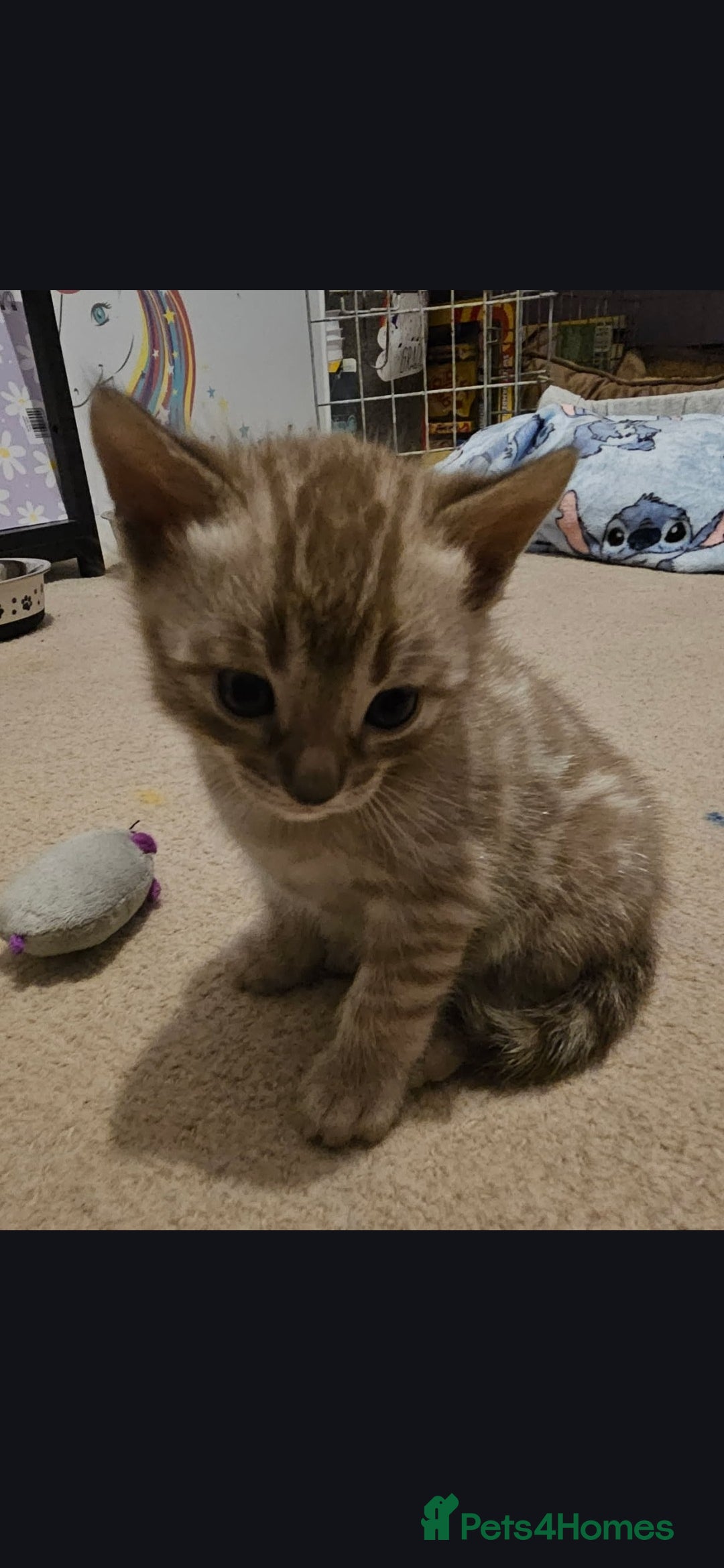 Bengal cats for sale: Bengal kittens - Advert 13