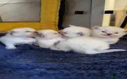 Ragdoll cats for sale: A litter of ragdolls  - Image 2