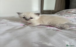 Ragdoll cats for sale: Purebred bluepoint ragdolls - Image 2