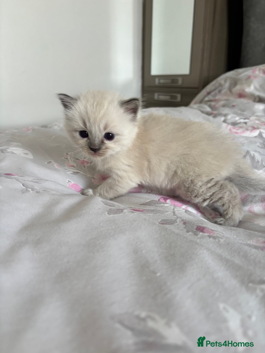 Ragdoll cats for sale: Purebred bluepoint ragdolls - Image 2