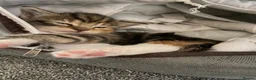 Maine Coon cats for sale: Maine Coon cross kittens  in Llangollen - Advert 6