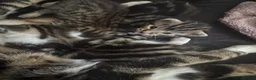 Mixed Breed cats for sale: 1 Male kitten available  in Plymouth - Advert 5