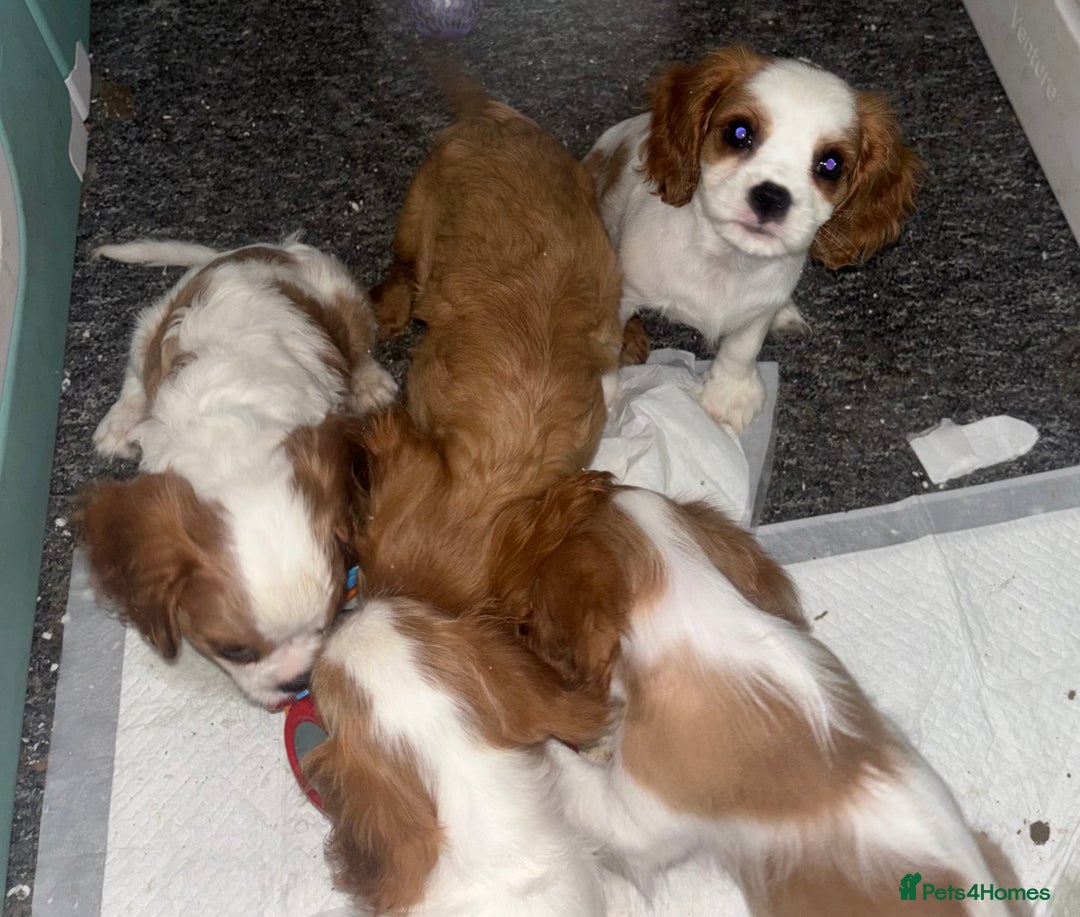 Cavalier King Charles Spaniel dogs for sale: King Charles cavalier  in Arundel - Image 24