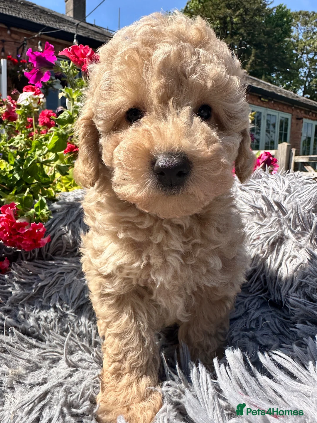 Miniature Poodle dogs for sale: 5 BEAUTIFUL MINIATURE POODLE PUPPIES RED & CREAM  - Advert 21