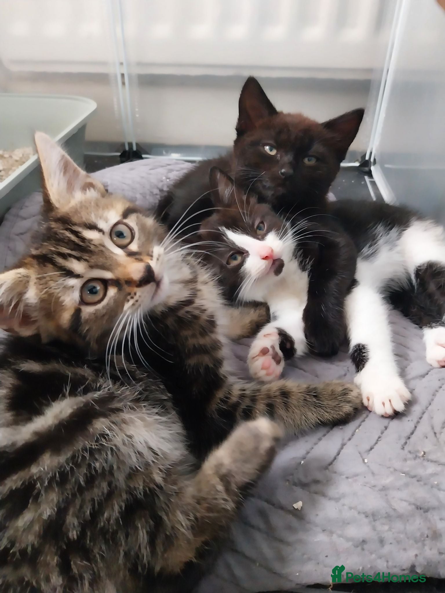 Mixed Breed cats 4 kittens for sale  - Advert 2