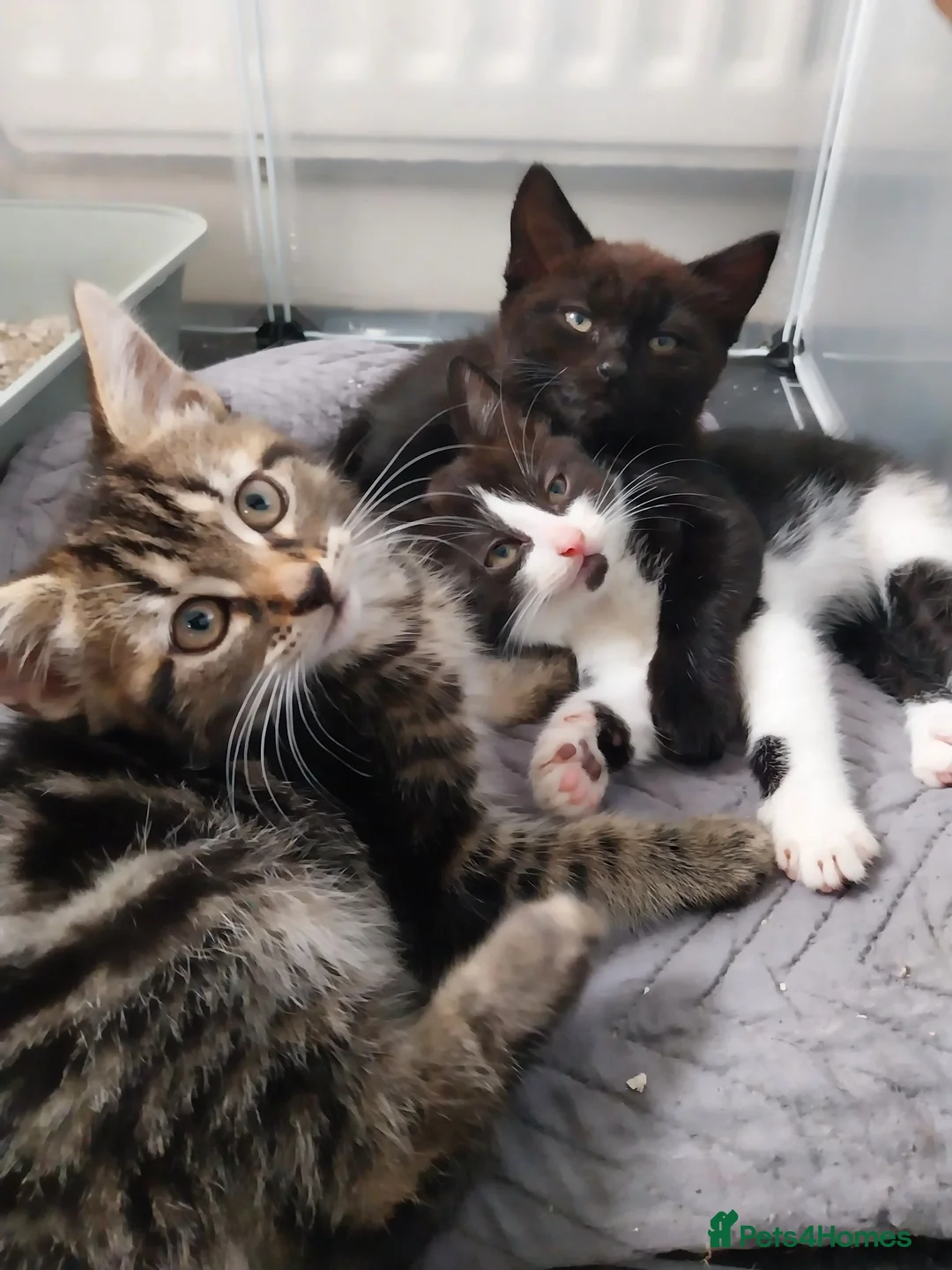 Mixed Breed cats for sale: 4 kittens for sale  in Halifax - Advert 1