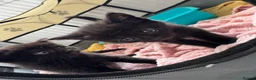 British Shorthair cats for sale: 4 Kittens almost ready for there forever homes in Gloucester - Advert 4