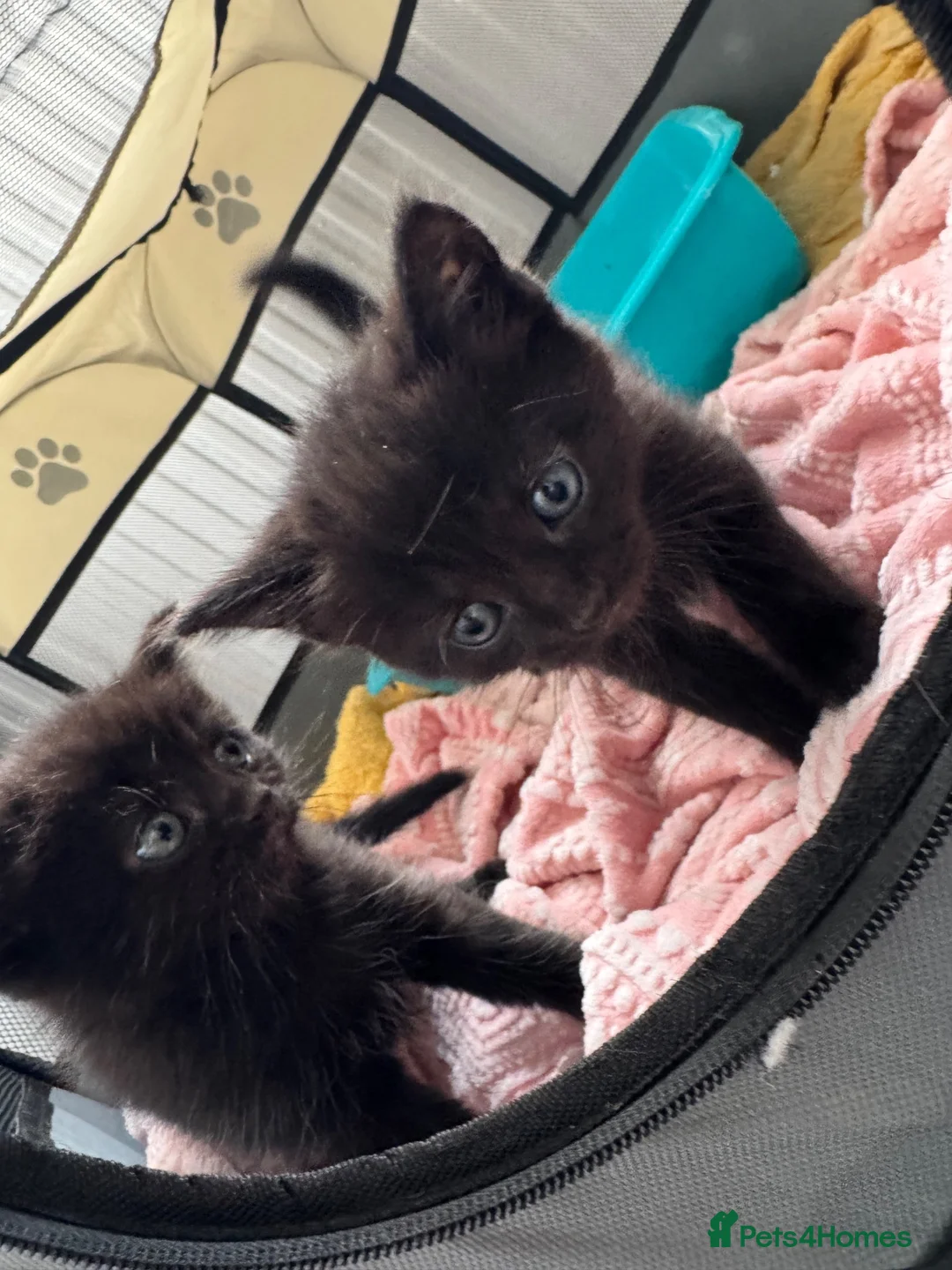 British Shorthair cats for sale: 4 Kittens almost ready for there forever homes in Gloucester - Advert 4